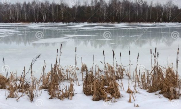 Ice melting reeds winte