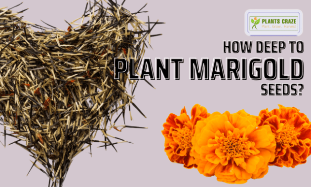 How to plant marigold seeds