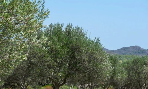 Plant a tree in israel memorial