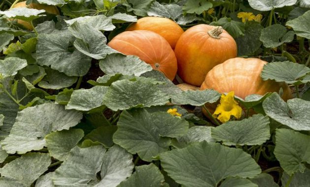 How do you plant pumpkin seeds