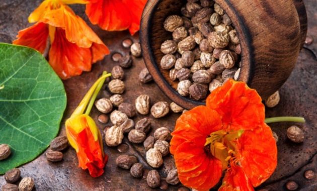 When to plant nasturtium seeds