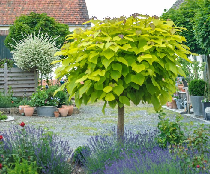 How to plant a catalpa tree