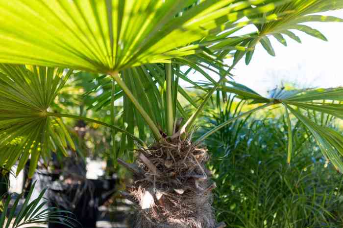 How to plant windmill palm trees